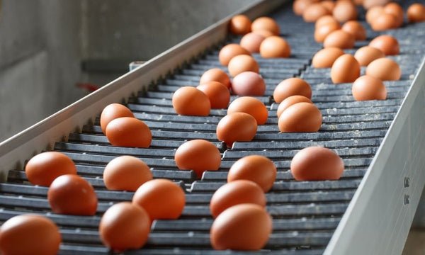 What Type of Conveyor Belt Fasteners Do You Need? - Texas Belting and Supply